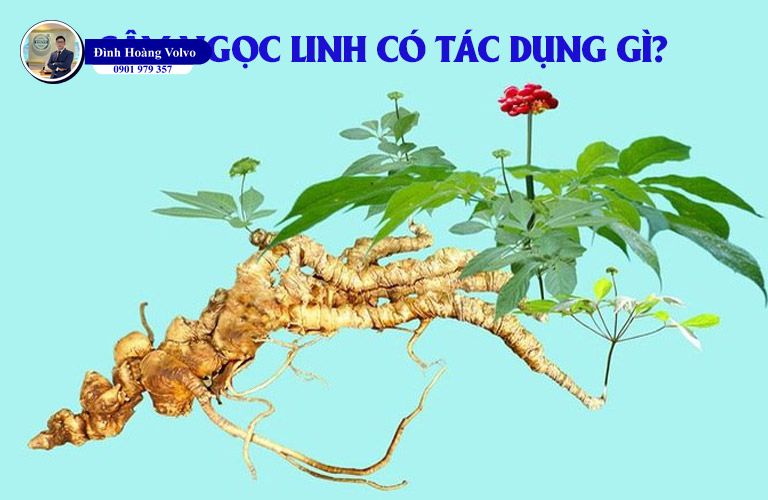 Sâm Ngọc Linh: Tại Sao Loại Sâm Này Lại Được Mệnh Danh Là Quốc Bảo? - Đình Hoàng Volvo Car Đà Nẵng