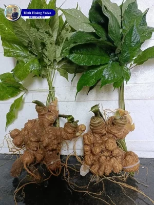 Sâm Ngọc Linh: Tại Sao Loại Sâm Này Lại Được Mệnh Danh Là Quốc Bảo? - Đình Hoàng Volvo Car Đà Nẵng